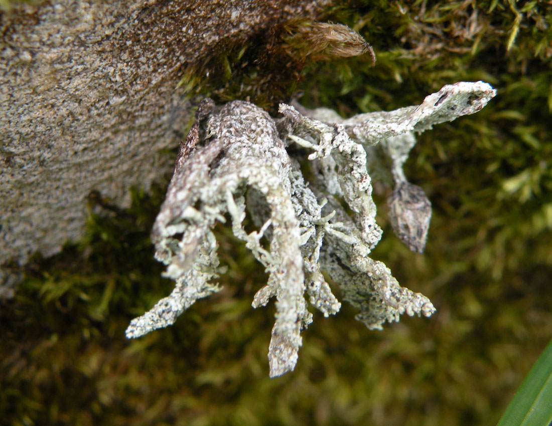 Un''altra Ramalina gallese, Ramalina polymorpha?